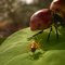 La demo di Empire of the Ants lanciata per lo Steam Next Fest ci trasforma tutti in insetti