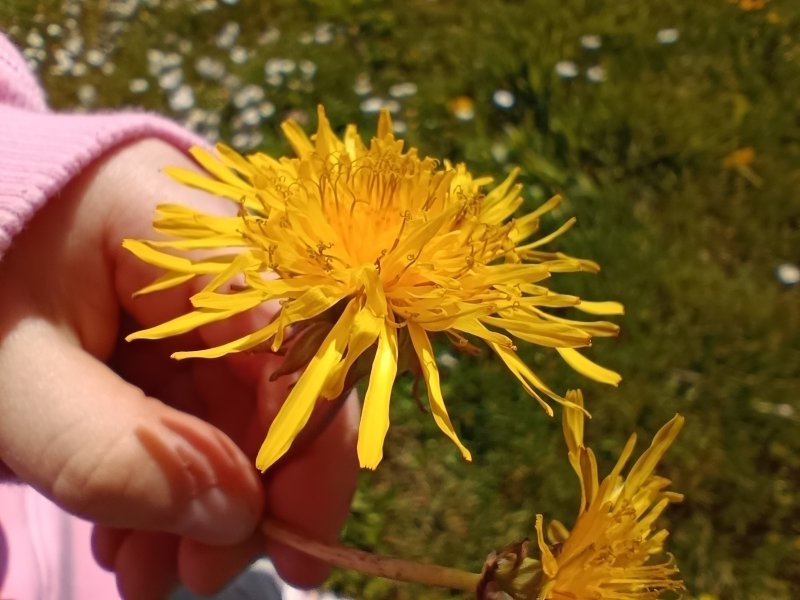 Uno scatto eseguito con la macro di Redmi Note 12 Pro+ 5G