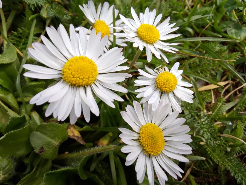 Uno scatto eseguito con la macro di ROG Phone 7 Ultimate Uno scatto eseguito con la macro di ROG Phone 7 Ultimate