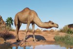 Planet Zoo: Arid Animal Pack, la recensione del pacchetto che riempirà il vostro zoo di sabbia - Recensione