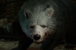 Baldur's Gate 3: la scena di sesso con l'orso sta creando problemi al figlio di Swen Vincke - Notizia