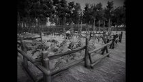 Horses - Il nuovo trailer