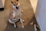 Un cane di nome Peanut Butter farà una speedrun di un platform Nintendo alla AGDQ 2024 - Notizia