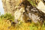 Ark: Survival Ascended ha venduto più di 600.000 copie su Steam - Notizia
