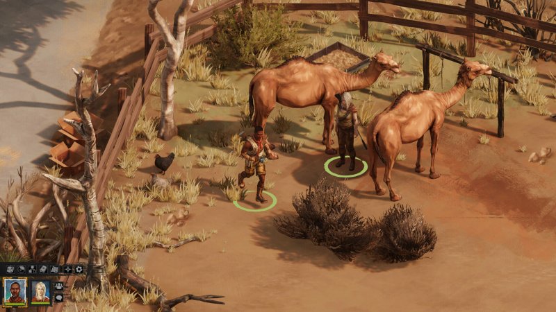 Dromedari nel deserto australiano di Broken Roads Dromedari nel deserto australiano di Broken Roads
