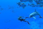 Endless Ocean Luminous: un trailer ci fa ascoltare i suoni del mare - Notizia