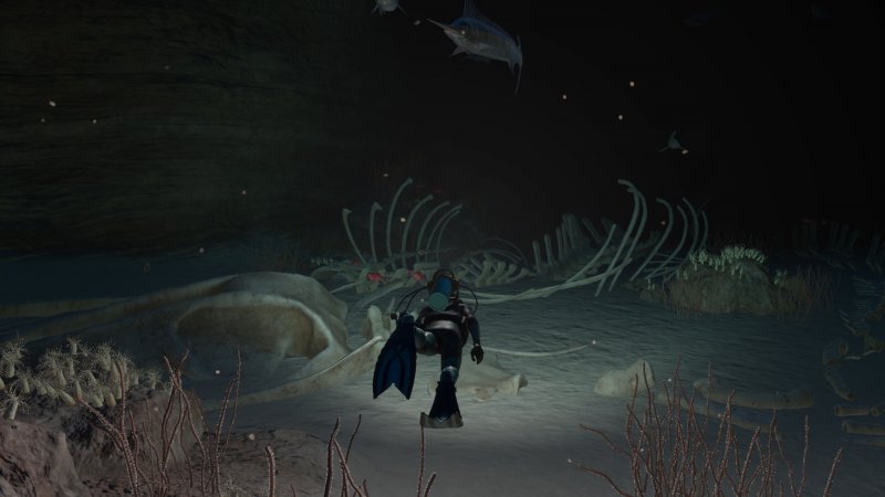 Soprattutto sullo schermo di Nintendo Switch OLED, Endless Ocean Luminous non sfigura affatto, ma, a parte i modelli poligonali dei pesci davvero ottimi, si poteva fare di meglio senza dubbio