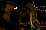 Zoochosis mostrato con un trailer al Future Games Show di primavera - Notizia