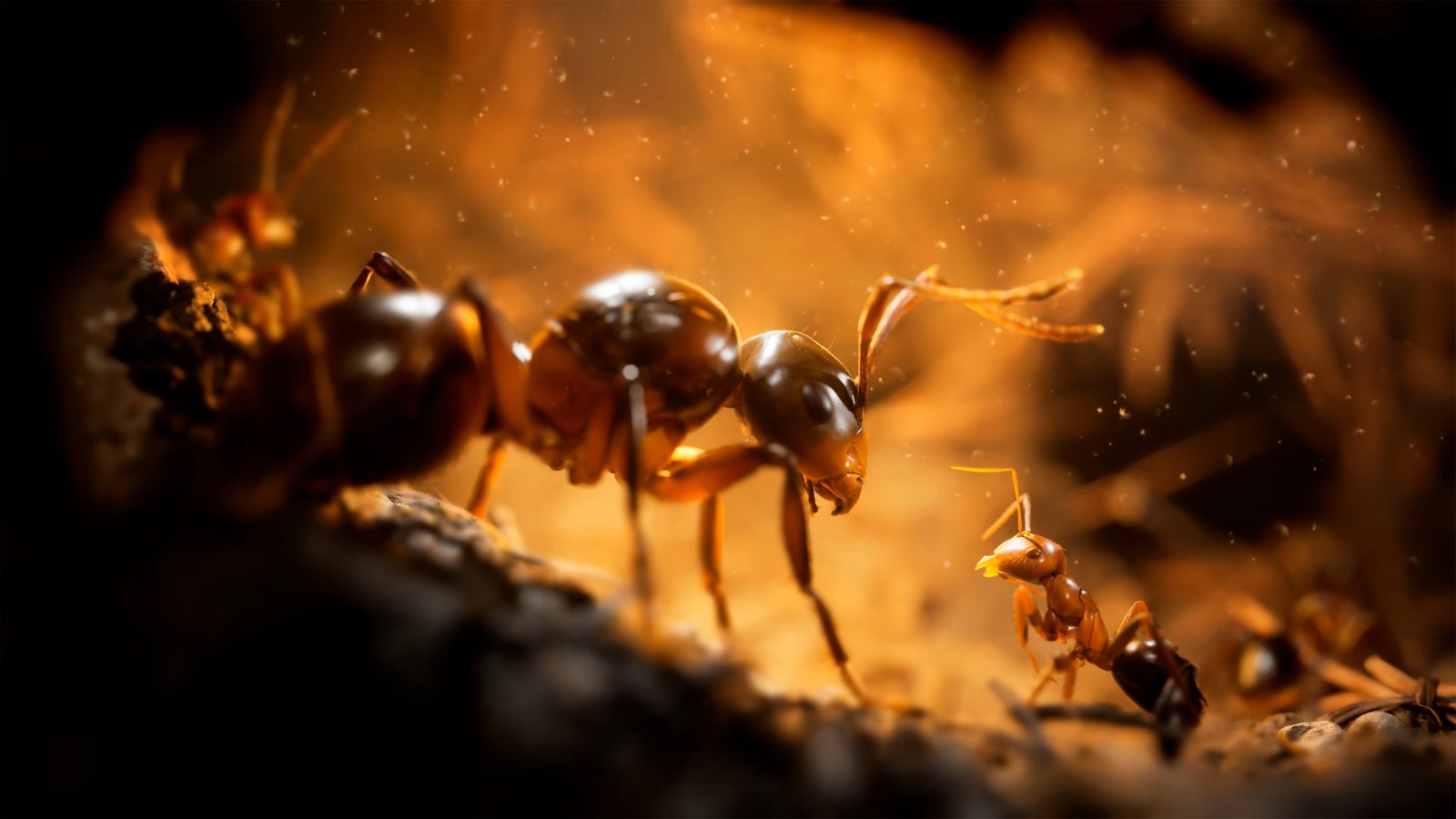 Empire of the Ants, scopriamo questo strategico fotorealistico ambientato nel mondo degli insetti