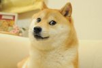 Kabosu, il cane del meme 'Doge' diventato un'icona, è morto - Notizia