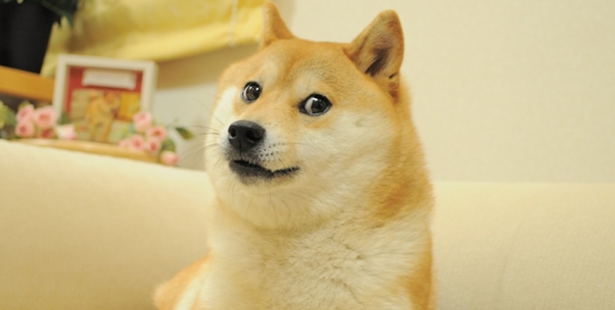 Kabosu, il celebre cane del meme 'doge'