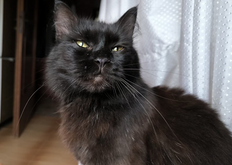 Bernie non è un gatto, è il padrone di casa Colli, signore supremo e futuro sindaco del mondo