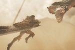 Monster Hunter Wilds è disponibile da oggi: compratelo per PC Steam a prezzo scontato - Notizia