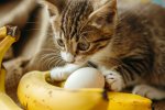 Banana spinge al successo vari cloni, Steam si sta riempiendo? - Notizia