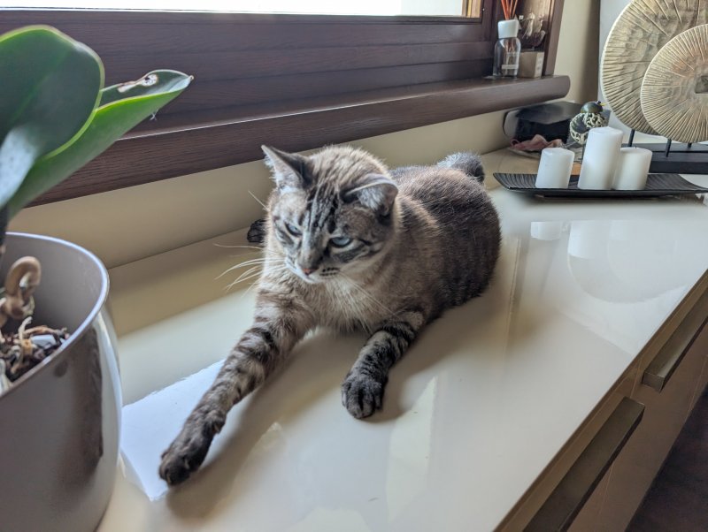 La foto originale del nostro gatto