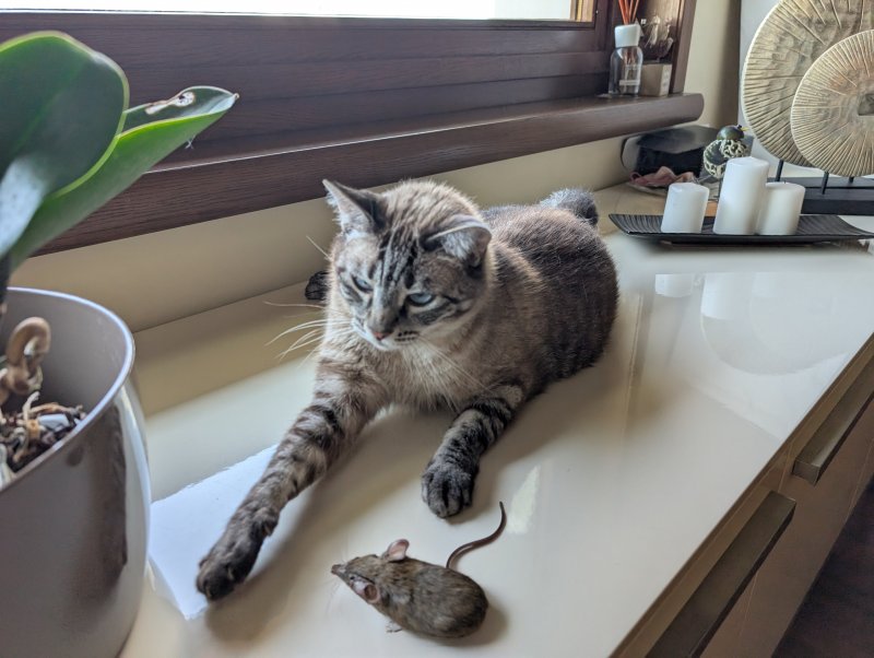 E quella in cui abbiamo chiesto all'intelligenza artificiale di aggiungere un topo