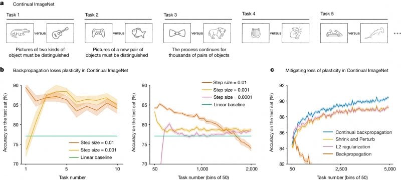 a-c, in una sequenza di compiti di classificazione binaria utilizzando immagini di ImageNet (a), l'algoritmo di retropropagazione convenzionale perde plasticità a tutti i passi (b), mentre gli algoritmi di retropropagazione continua, regolarizzazione L2 e Shrink and Perturb mantengono la plasticità, apparentemente indefinitamente (c). Tutti i risultati sono mediati su 30 esecuzioni; le linee solide rappresentano la media e le aree ombreggiate corrispondono a ±1 errore standard (fonte: Nature) a-c, in una sequenza di compiti di classificazione binaria utilizzando immagini di ImageNet (a), l'algoritmo di retropropagazione convenzionale perde plasticità a tutti i passi (b), mentre gli algoritmi di retropropagazione continua, regolarizzazione L2 e Shrink and Perturb mantengono la plasticità, apparentemente indefinitamente (c). Tutti i risultati sono mediati su 30 esecuzioni; le linee solide rappresentano la media e le aree ombreggiate corrispondono a ±1 errore standard (fonte: Nature)