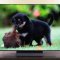 TV OLED: meglio WOLED o QD-OLED? Quali sono le differenze e i vantaggi delle due tecnologie
