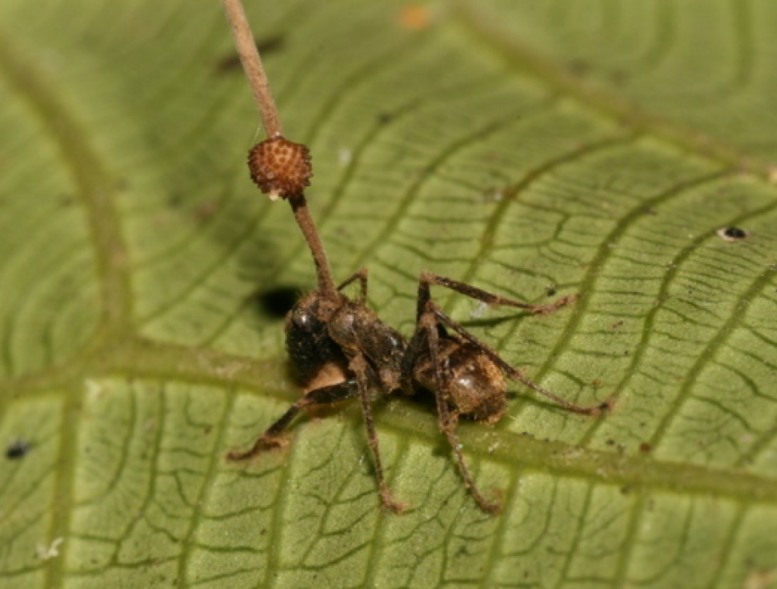 Una formica infettata dal Cordyceps Una formica infettata dal Cordyceps