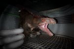 Deathground si mostra con un trailer: saprete sopravvivere ai dinosauri? - Notizia