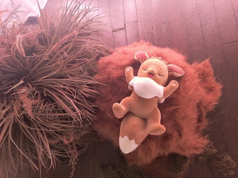 Un Eevee decisamente rilassato all'interno del suo habitat