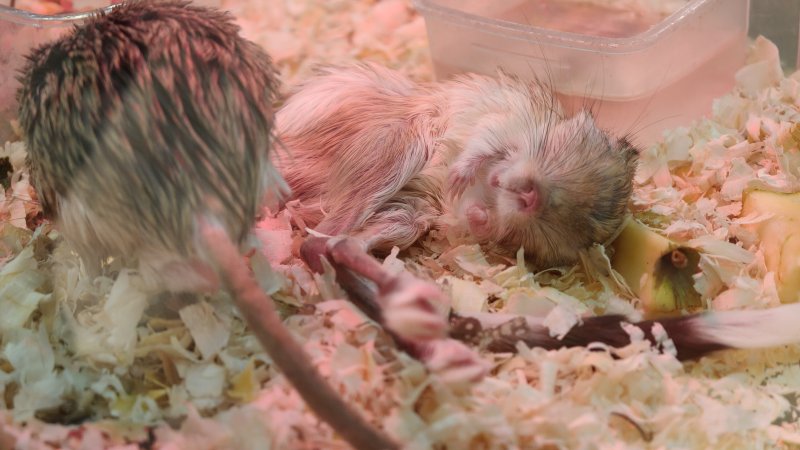 Altro scatto a 6x realizzato in condizioni abbastanza complesse senza alcuna fatica Altro scatto a 6x realizzato in condizioni abbastanza complesse senza alcuna fatica