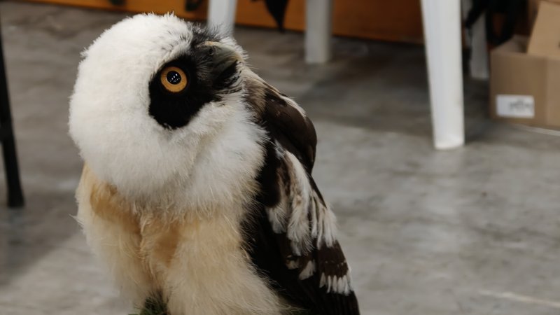 Il teleobiettivo regala degli scatti interessanti anche al chiuso, con crop a 6X Il teleobiettivo regala degli scatti interessanti anche al chiuso, con crop a 6X