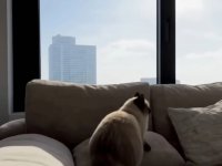 Con Project Genie di Google, il vostro gatto diventerà il protagonista di un videogioco open-world