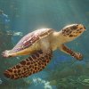 Planet Zoo 2