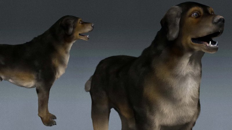 Il modello del cane di Fable 2 usato per il video in computer grafica