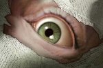 Sanitarium Enhanced riporta il cult horror del 1998 su PC e console
