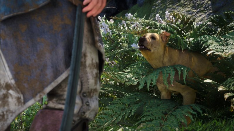puppy to rescue