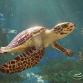 Planet Zoo 2 è disponibile: oltre 130 animali, uccelli in volo e specie acquatiche inedite