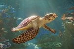 Planet Zoo 2 è disponibile: oltre 130 animali, uccelli in volo e specie acquatiche inedite