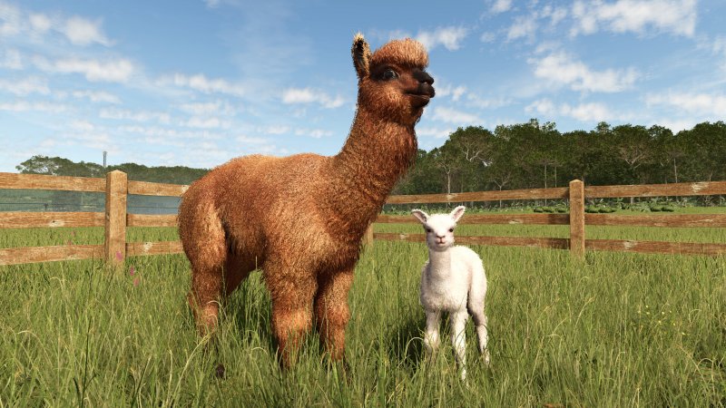 La fauna locale: gli alpaca